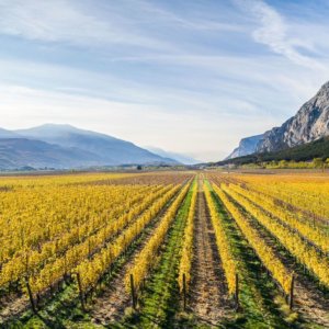 مشروع Impetus: يختبر Valle dei Laghi كروم جديدة لمعالجة تغير المناخ