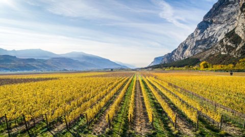 Projeto Impetus: o Valle dei Laghi testa novas vinhas para combater as alterações climáticas