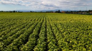 Campo di tabacco