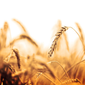 Esportazioni di grano ucraino, prorogato l’accordo di 60 giorni