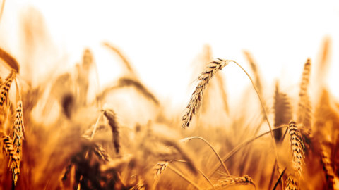 Esportazioni di grano ucraino, prorogato l’accordo di 60 giorni