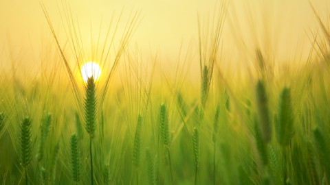 生物多様性: ヨーロッパでは法律が通過しません。 農民と中道右派の数