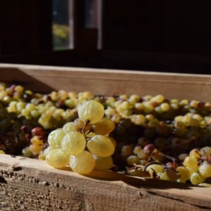 DiVinNosiola: il vino santo del Trentino si presenta al grande pubblico dal 31 marzo al 9 aprile