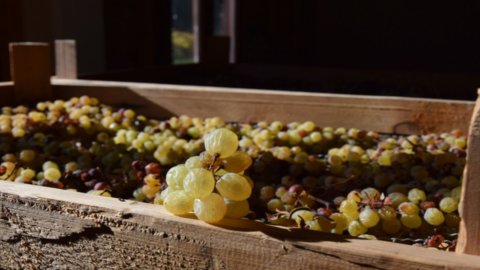 DiVinNosiola: il vino santo del Trentino si presenta al grande pubblico dal 31 marzo al 9 aprile