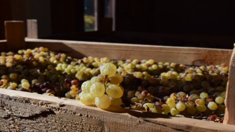 DiVinNosiola: o vinho sagrado do Trentino é apresentado ao público em geral de 31 de março a 9 de abril