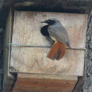 Dal legno delle Barrique ai nidi per gli uccelli: progetti di sostenibilità di Ricci Curbastro in Franciacorta