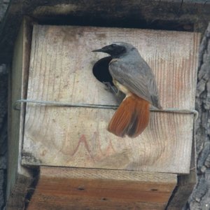 Vom Barriqueholz bis zum Vogelnest: Die Nachhaltigkeitsprojekte von Ricci Curbastro in Franciacorta