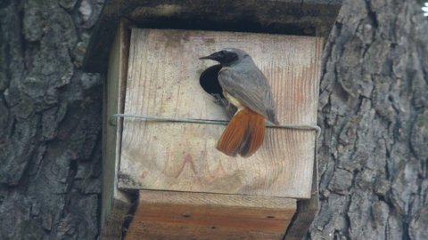 Dal legno delle Barrique ai nidi per gli uccelli: progetti di sostenibilità di Ricci Curbastro in Franciacorta