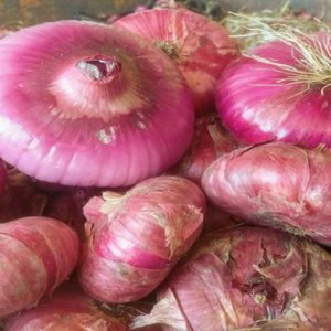 Bawang merah pedaso, bintang rebusan kerang: dari harta yang hilang hingga Presidium Slow Food