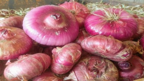 Cebolla roja de Pedaso, estrella de la caldereta de mejillones: del tesoro perdido al Baluarte Slow Food