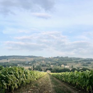 इटली में तंबाकू कृषि आपूर्ति श्रृंखला: मिपाफ और फिलिप मॉरिस ने समझौते को नवीनीकृत किया