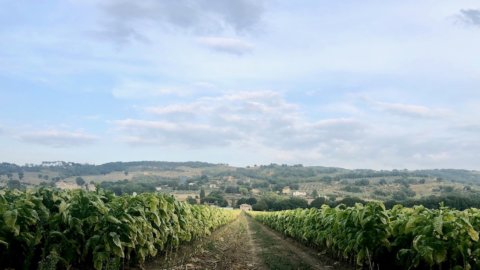 Cadeia de abastecimento agrícola de tabaco na Itália: Mipaaf e Philip Morris renovam o acordo