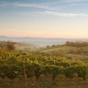 葡萄酒女性在坎帕尼亚展示自己：周日在 Vinitaly 的节目