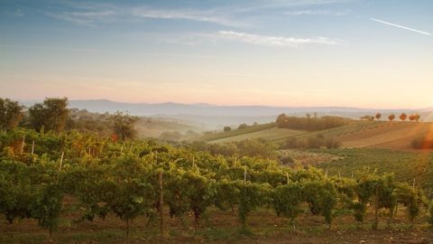 Las Mujeres del Vino se presentan en Campania: el programa en Vinitaly el domingo