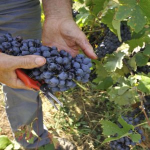 Winegrower's Cumartesi: İtalya'da kendi bölgelerinin şaraplarını tanımak için bir gün