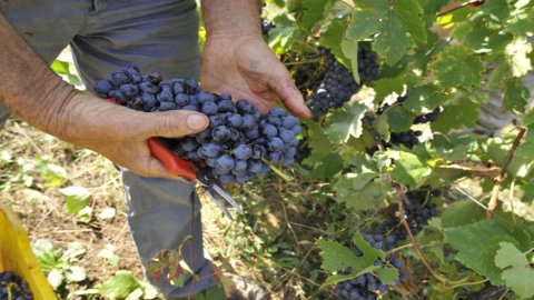 Sábado do viticultor: um dia em toda a Itália para conhecer os vinhos de seu território