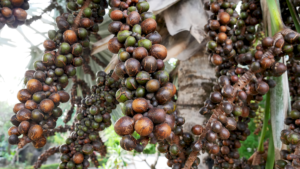 olio di palma: frutti sull'albero
