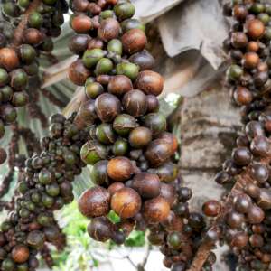 Olio di palma: prezzi record dopo il blocco dell’export dall’Indonesia. Allarme nell’industria alimentare