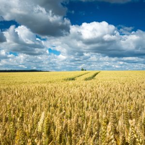 Preços: o gás está cada vez mais baixo, mas os cereais também estão em colapso. Produção recorde e petróleo freiam inflação