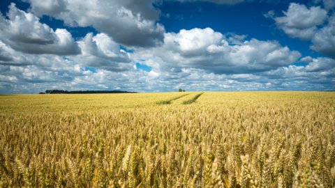 La guerra ucraina passa anche dal grano e non solo dall’energia: si rischia una crisi globale della fame