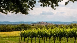 Vigneti nei colli del Trasimeno