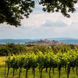 Trasimeno পূর্বরূপ: Castiglione del Lago-তে স্থানীয় ওয়াইনগুলি "প্রকাশিত" হয়।