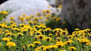 Fiori di Tarassaco