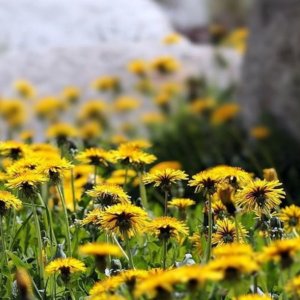 Sclopit und Radic di Mont: Es ist Zeit für Spaziergänge in Friaul VG, um sich mit nützlichen Kräutern in der Küche einzudecken