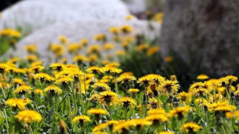 Sclopit y radic di mont: es hora de caminar en Friuli VG para abastecerse de hierbas útiles en la cocina