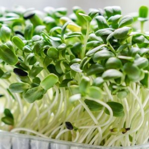 I microgreen di “Prime foglioline”: l’azienda di Ravenna a impatto zero da Oscar Green