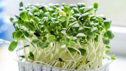 Os microgreens de “Prime folletoline”: a empresa de impacto zero de Ravenna por Oscar Green