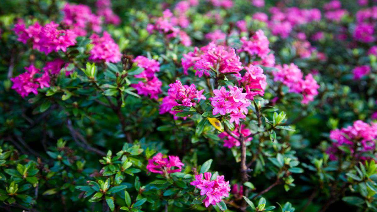 flores na cidade amadas por abelhas