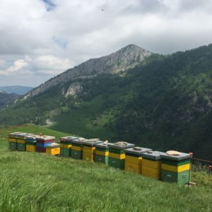 Giornata mondiale delle api: si estende il Presidio Slow Food del miele alpino d’alta montagna