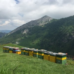 Hari Lebah Sedunia: Presidium Slow Food High Mountain Alpine Honey meluas