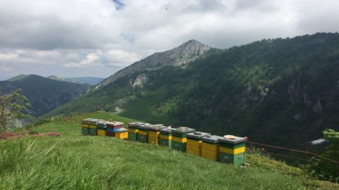 Dia Mundial da Abelha: a Fortaleza do Mel Alpino de Alta Montanha do Slow Food se estende