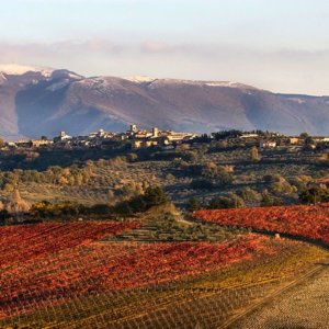 Umbria em Preview: consórcios unidos para promover vinhos locais no exterior