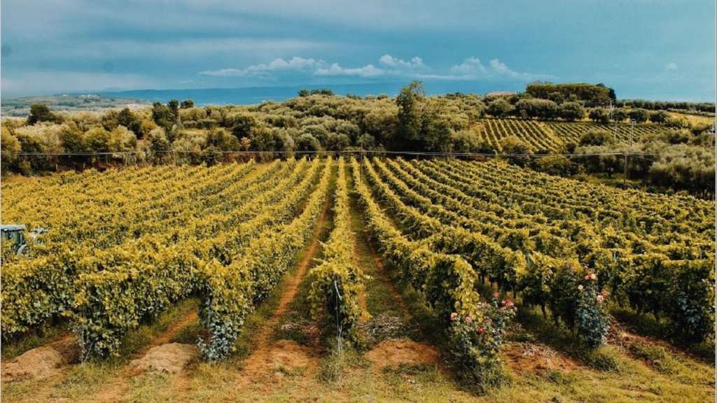 Vigneti calabresi