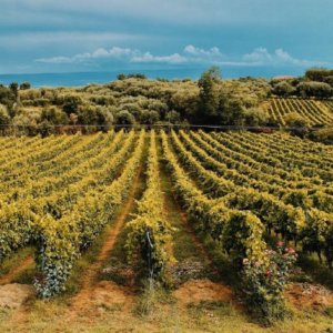 Anggur: Concours mondial de Bruxelles berhenti di Rende di Calabria