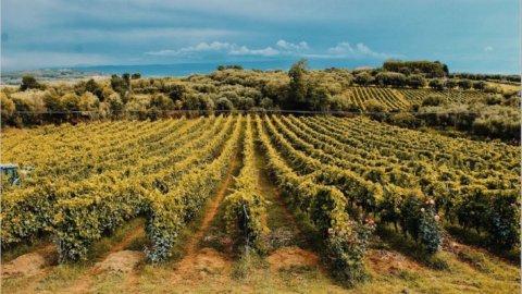 Anggur: Concours mondial de Bruxelles berhenti di Rende di Calabria