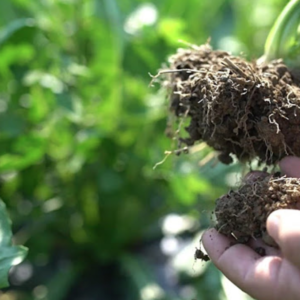 Was ist symbiotische Landwirtschaft: das vom Boden ausgehende Anbausystem für gesündere und nachhaltigere Lebensmittel