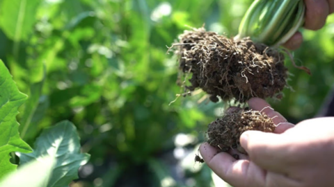 Cos’è l’agricoltura simbiotica: il sistema di coltivazione che parte dal suolo per un cibo più sano e sostenibile