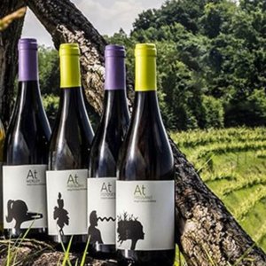 Oasi Bianco di Aquila del Torre: Değerli Picolit, Friulian tepelerinin hikayesini anlatan şarap