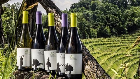 Oasi Bianco di Aquila del Torre: il prezioso Picolit, il vino che racconta le colline Friulane