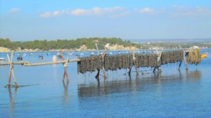 Allevamenti cozze nere a Taranto