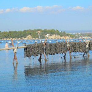 La cozza nera di Taranto: nuovo “dolce” presidio Slow Food, simbolo di rinascita