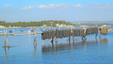 The black mussel of Taranto: new "sweet" Slow Food presidium, symbol of rebirth