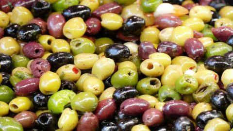 “Monna Oliva”: the best table olives come from Sardinia, Lazio, Puglia and Sicily