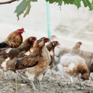 Solenti Clivi: la “boutique farming” nel Filacciano che alleva galline di razza e produce uova di alta qualità
