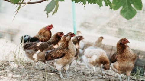 Solenti Clivi: die „Boutique-Landwirtschaft“ in der Gegend von Filacciano, die reinrassige Hühner züchtet und hochwertige Eier produziert