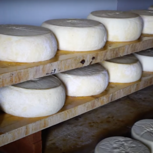 Toma di Lanzo: lo storico formaggio d’alpeggio protagonista della polenta concia